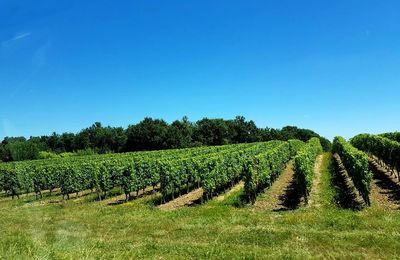 Scenic view of agricultural field against clear blue sky