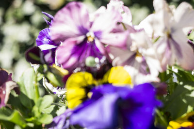 Close-up of purple crocus blooming outdoors