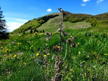 Scenic view of flowering plants on land against sky
