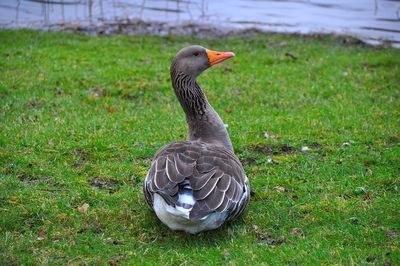 Greylag goose on grassy field