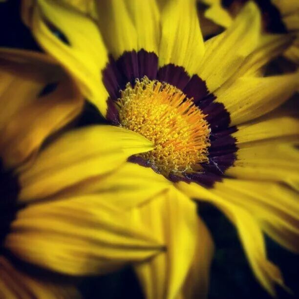 flower, petal, flower head, freshness, yellow, fragility, single flower, close-up, beauty in nature, pollen, growth, blooming, nature, focus on foreground, stamen, selective focus, in bloom, plant, blossom, outdoors