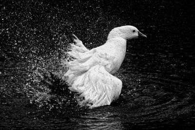 Close-up of bird against black background