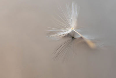 Close-up of dandelion on white background