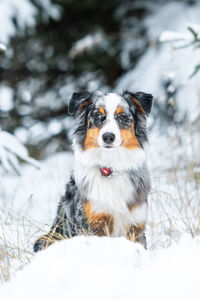 Close-up of dog