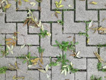 High angle view of stone wall