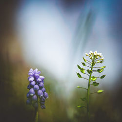 Close-up of purple flowering plant