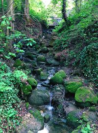 Stream flowing through rocks in forest
