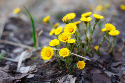 Close-up of yellow crocus blooming on field