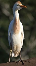 Close-up of bird perching on wood