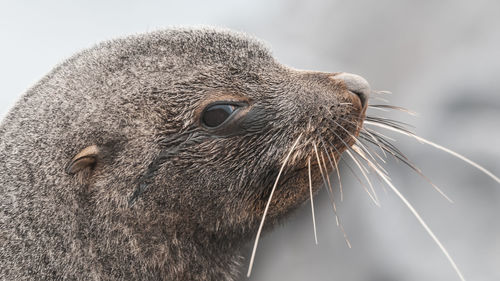 Close-up of seal