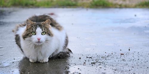 Cat sitting on field