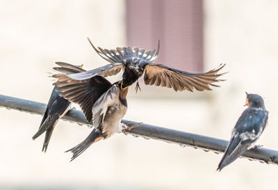 Close-up of bird flying