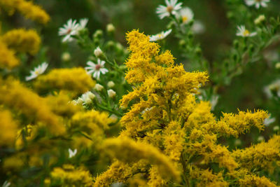 Close-up of yellow flowers blooming outdoors