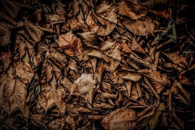 Full frame shot of dried plant
