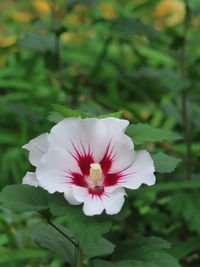 Close-up of white rose flower