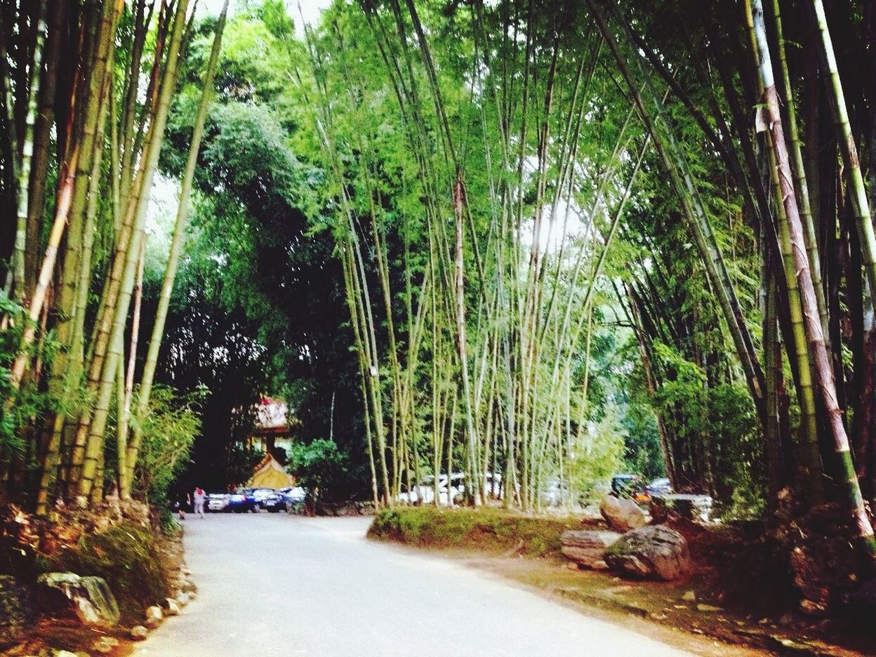 tree, the way forward, growth, diminishing perspective, road, treelined, transportation, street, tree trunk, nature, tranquility, vanishing point, footpath, forest, green color, outdoors, branch, beauty in nature, tranquil scene, sunlight