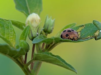 Close-up of insect on flower