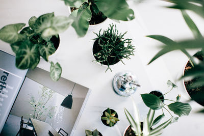 High angle view of potted plant on table