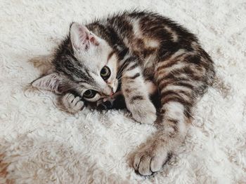 Close-up portrait of a cat