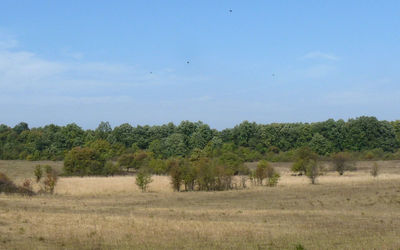 Trees on field against sky