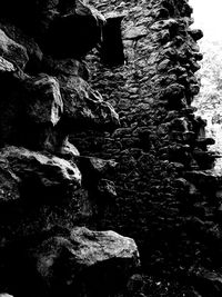 Close-up of lizard on tree