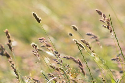 Close-up of stalks on field against blurred background