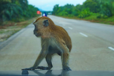 Monkey looking away on road in city