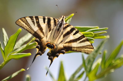 Close-up of butterfly on plant