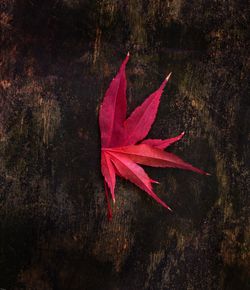 High angle view of red maple leaves on wood