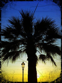 Low angle view of palm trees