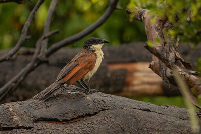 Close-up of bird perching on tree