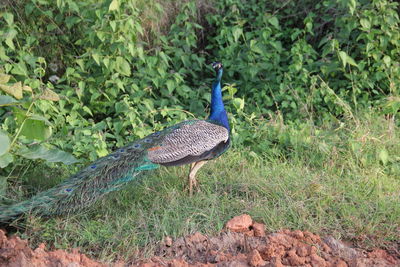 Side view of a peacock on field