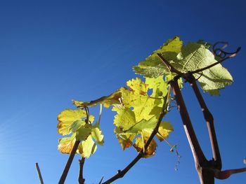 Low angle view of plant against clear blue sky