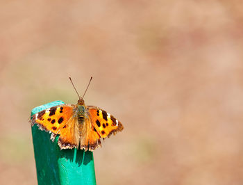 An orange butterfly basks in the warm rays of the spring sun.