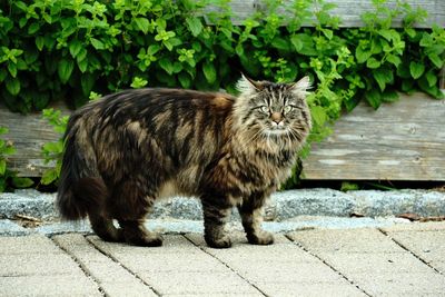 Cat on footpath