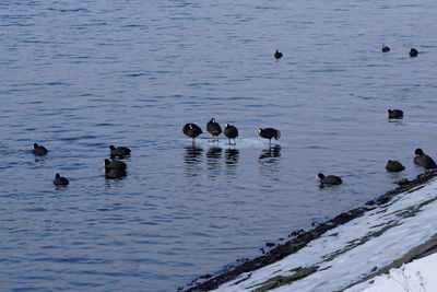 Ducks swimming on lake