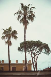 Low angle view of coconut palm trees against sky