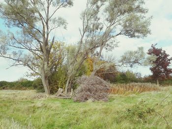 Trees on grassy field