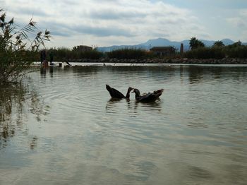 Swans swimming in lake against sky