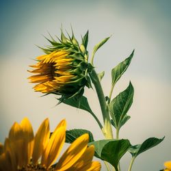 Close-up of sunflower against sky