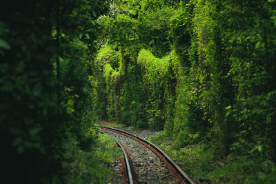 Scenic view of forest