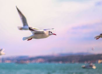 Close-up of seagull flying over sea against sky