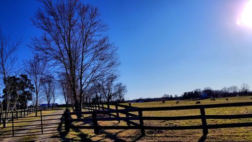 Bare trees on field against clear blue sky