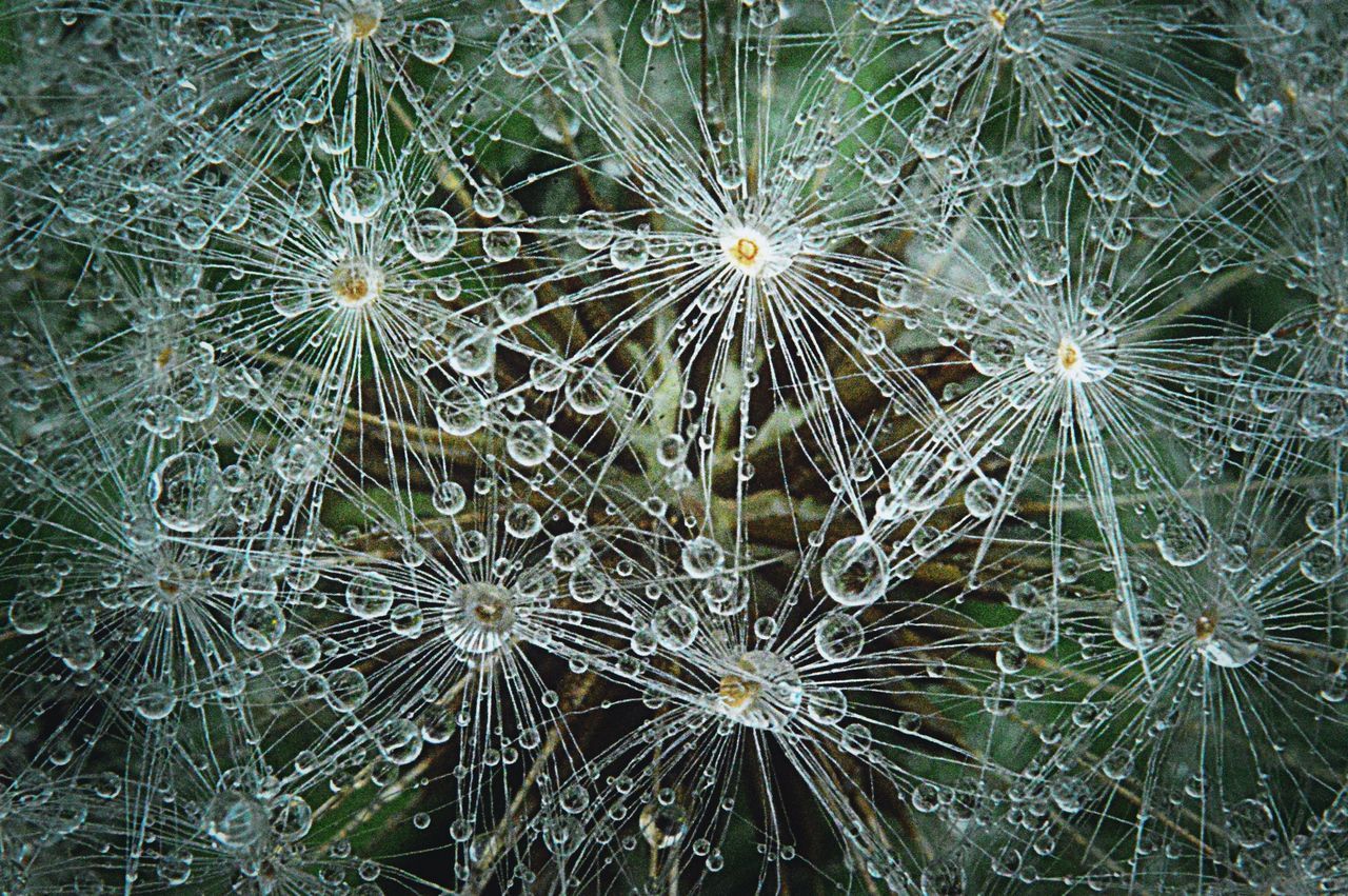 full frame, growth, close-up, backgrounds, plant, nature, dandelion, focus on foreground, day, fragility, uncultivated, green color, beauty in nature, thorn, growing, lush foliage, spiked, grass family