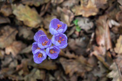 High angle view of purple crocus flowers on field