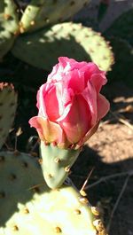 Close-up of pink rose