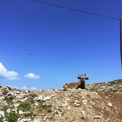 View of horse on land against sky