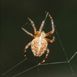 Close-up of spider