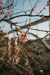 Close-up of cherry blossoms on branch