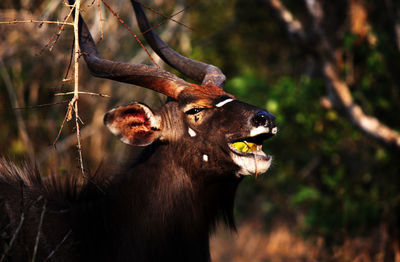 Close-up of deer in forest